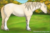 Horse Color:Buckskin Pearl Splash Frame 