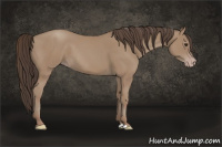 Horse Color:Classic Champagne 