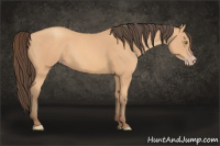 Horse Color:Amber Champagne