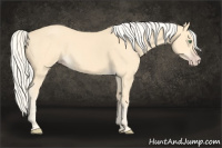 Horse Color:Gold Cream Champagne 