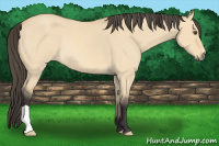 Horse Color:Buckskin Roan Dun 