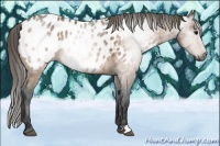 Horse Color:Gray Buckskin Near Leopard 