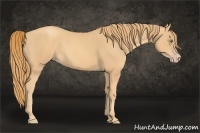 Horse Color:Gold Champagne 