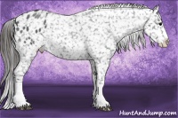 Horse Color:Blue Roan Splash Appaloosa 