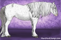 Horse Color:Blue Roan Splash Appaloosa 