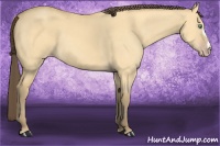Horse Color:Amber Cream Champagne Dun 