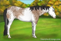 Horse Color:White Spotted Bay Ice Dun