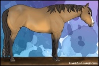 Horse Color:Buckskin Splash 