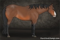 Horse Color:Bay Splash Rabicano 