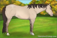 Horse Color:Amber Champagne Dun 