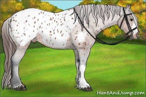 Horse Color:Bay Appaloosa