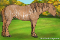 Horse Color:Bay Roan Dun Splash Frame  Brindle