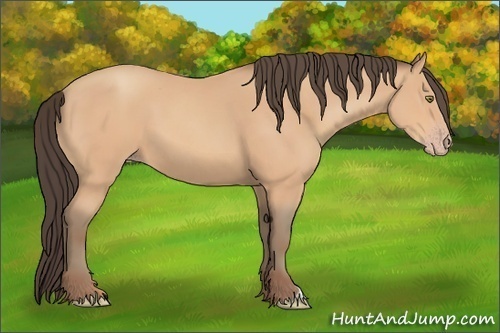 Horse Color: Amber Champagne 