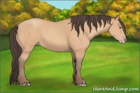 Horse Color:Amber Champagne 