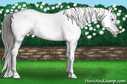 Horse Color: White Spotted Grullo Splash Varnish 