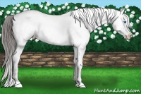 Horse Color:White Spotted Grullo Splash Varnish 