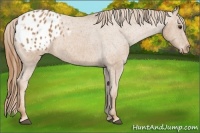 Horse Color:Chestnut Appaloosa 