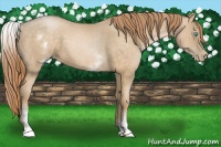 Horse Color:White Spotted Buckskin Pearl Rabicano 