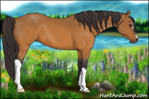 Horse Color: Buckskin 