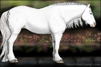 Horse Color:Cremello Near Leopard Rabicano 