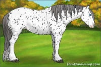 Horse Color:Black Splash Near Leopard 