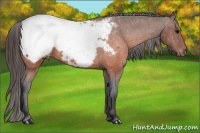 Horse Color:Brown Appaloosa 