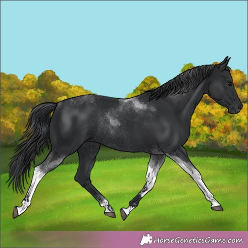 Horse Color:Black Tobiano Rabicano 