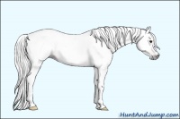 Horse Color:Gray Brown 