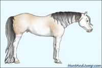 Horse Color:Gray Amber Champagne Dun Sabino Splash 