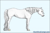 Horse Color:Gray Silver Blue Roan Splash 