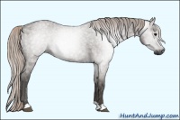 Horse Color:Gray Silver Grullo Roan