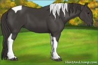 Horse Color:Smoky Black Tobiano 