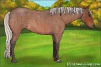Horse Color:Silver Bay Roan 