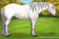 Horse Color:Brown Appaloosa