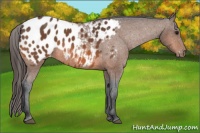 Horse Color:Bay Appaloosa 