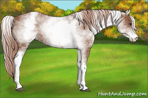 Horse Color: White Spotted Chestnut Sabino 