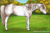 Horse Color:White Spotted Chestnut Sabino