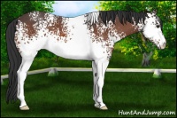 Horse Color:White Spotted Bay Roan 