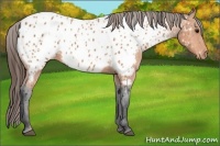 Horse Color:Bay Appaloosa 