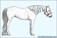 Horse Color:Gray White Spotted Grullo Splash Frame 