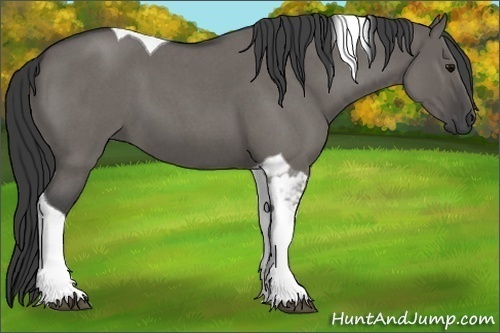 Horse Color:Grullo Roan Tobiano 