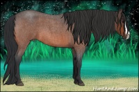 Horse Color:Bay Roan Splash