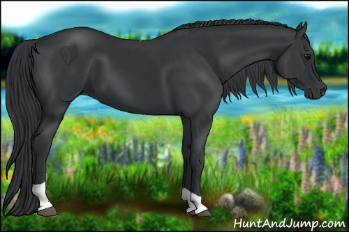 Horse Color: Black Tobiano 