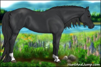 Horse Color:Black Tobiano 