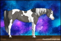 Horse Color:Grullo Splash Tobiano 