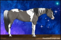 Horse Color:Grullo Splash Tobiano 