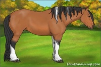 Horse Color:Bay Tobiano 
