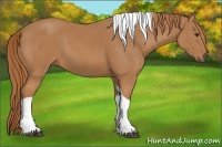 Horse Color:Chestnut Tobiano