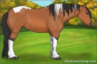 Horse Color:Bay Tobiano 
