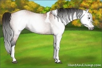 Horse Color:Gray Bay Tobiano 